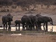 Skupina slon v zimbabwskm Nrodnm parku Hwange.
