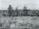 Zbytky mrtv�ho lesa tr�� do krajiny (80. l�ta 20. stolet�).