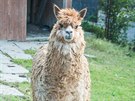 Obl�benou atrakc� parku ve Vala�sk�m Mezi���� je lama alpaka, kter� poch�z� z...