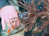 Poškozené či suché kořeny před výsadbou zastřihněte. A kořenovému systému dejte...