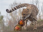 V rámci dýňových hodů o podzimních prázdninách si přijdou na své i gepardi.