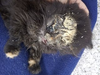 V havlíčkobrodském útulku Mikeš je i kočka Tara. Tu zaživa požírali červi. Na...