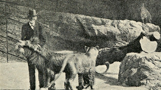Carl Hagenbeck a lev. Provozovatel zoo se však neomezoval jen na vystavování zvěře.
