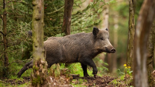 Černá zvěř, tedy divoká prasata neboli divočáci, způsobuje v lese obrovské škody. Divoké prase je schopné vybrat vejce z hnízd, sebrat vylíhlá kuřata, zajíce, kolouchy i srnčata.