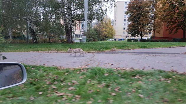 Po sídlišti Krásné Březno běhá nemocná liška.