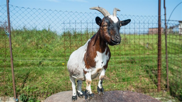 V netradinm zookoutku ve Valaskm Mezi je k vidn i holandsk zakrsl koza.