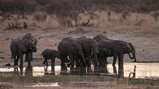 Skupina slon� v zimbabwském Národním parku Hwange.