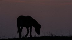 Milovice, 24.10.19 Divocí kon, podzim, poasí, Slunce, mlha, rezervace.	 Foto:...