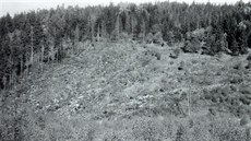 Pohled na zdevastovaný les v prostoru mezi Flájemi a eským Jietínem se zbytky...