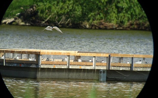 Více vody v Nových Mlýnech vypudí vzácné ptáky, obávají se aktivisté