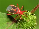 cotton stainer
