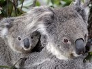 Dva koalové lezou po strom v zoo v australském mst Sydney. (1. záí 2011)