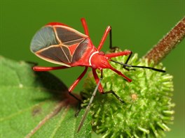 cotton stainer