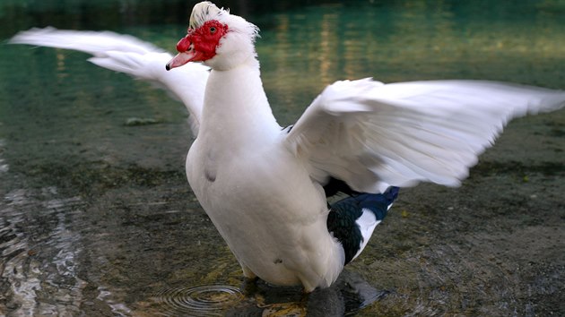 Pimovka velk (Cairina moschata)