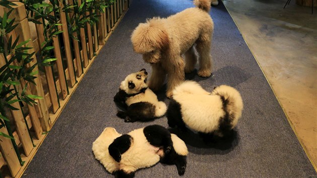 V kavrn v nskm cheng-tu bav majitele psi nabarven jako pandy. (30. jna 2019)