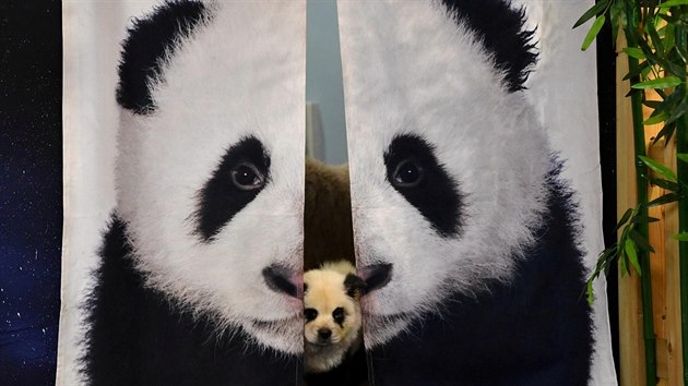 V kavrn v nskm cheng-tu bav majitele psi nabarven jako pandy. (30. jna 2019)