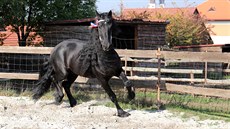 Fríský hebec Wickey van Dupaumolen