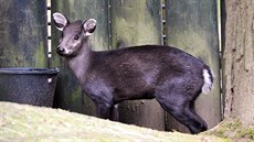 Jeden ze tí muntak, které zahrada chová. Na snímku je samika.