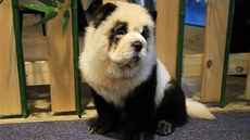 V kavárn v ínském cheng-tu baví majitele psi nabarvení jako pandy. (30....