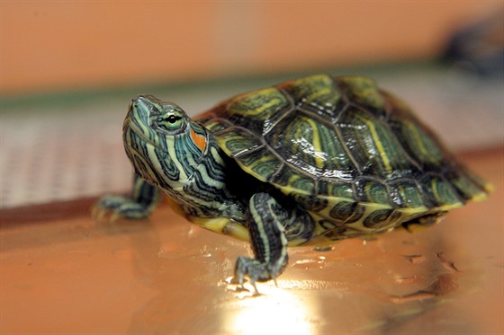 O výskytu želvy nádherné, která má původ v  Americe, ochranáři na Vysočině vědí.
