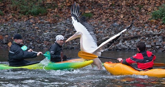 K odchytu pelikán pouili zamstnanci zoo kajaky.
