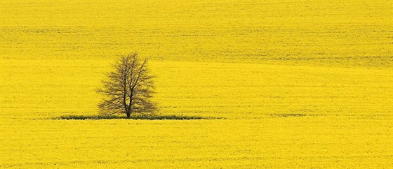 Biopaliva pipomínají lutá pole s epkou. Ta je vedle kukuice astou surovinou k jejich výrob.