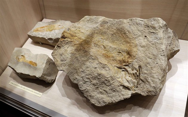 Expozici obohatí také zkamenlé zbytky ivoiných schránek.