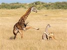 Lvice napadla novorozené mládě, žirafa se vydala na jeho obranu.