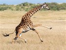 Žirafy jsou známé tím, že se přesnými kopy úspěšně dokážou bránit před...