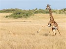 Žirafa se pokoušela ubránit mládě před lvem.