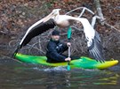 editel liberecké zoo David Nejedlo s pelikánem