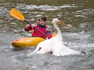 K lovu pelikánů použili zaměstnanci zoo kajaky.