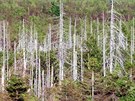 Pokozené lesní porosty v Kruných horách v oblasti Boleboe na Mostecku. (1997)