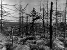 Zniené lesy na horských svazích podél sasko-eských hranic. (1991)