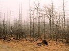 Zniené lesy v Kruných horách nad mstem Most (1990)