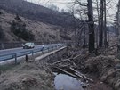 Mrtvé lesy u Cínovce v 80. letech minulého století.