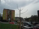 Stromy poničené vandalem v Rožnově pod Radhoštěm.