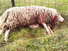 Na farmě Oubrechtových ve Vernéřovicích vlci strhli kozu a několik ovcí (17....
