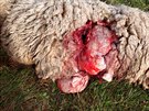 Na farm Oubrechtovch ve Vernovicch vlci strhli kozu a nkolik ovc (17....