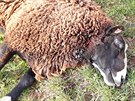 Na farm Oubrechtových ve Vernéovicích vlci strhli kozu a nkolik ovcí (17....