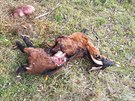 Na farmě Oubrechtových vlci roztrhali kozu a berana, dvě zraněné ovce chovatelé...