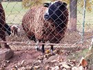 Na farmě Oubrechtových vlci roztrhali kozu a berana, dvě zraněné ovce chovatelé...