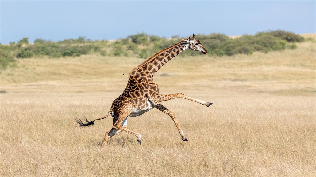 Žirafy jsou známé tím, že se přesnými kopy úspěšně dokážou bránit před...