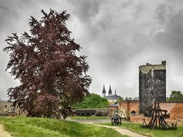 Chebský červenolistý hradní buk (6. místo) úžasně kontrastuje s Černou věží...