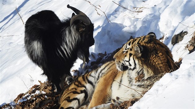 Kozel Timur byl pvodn veee pro sibiskho tygra Amura. Nakonec se ale stali neobvyklmi pteli. (22. ledna 2016)