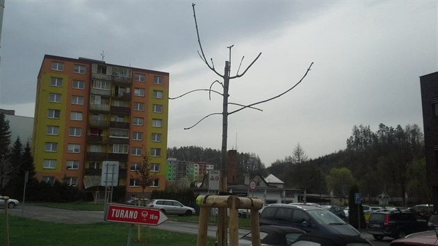 Stromy poničené vandalem v Rožnově pod Radhoštěm.