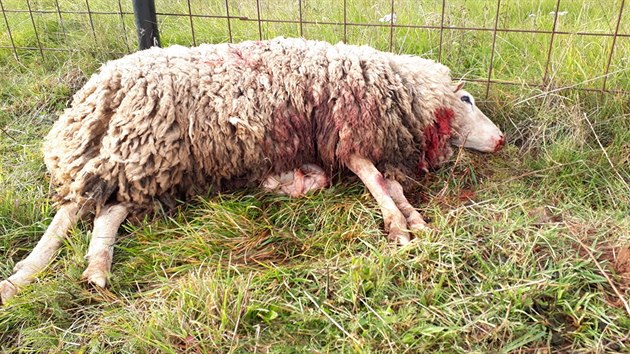 Na farmě Oubrechtových ve Vernéřovicích vlci strhli kozu a několik ovcí (17. 10. 2019).