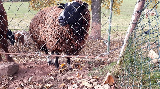 Na farm Oubrechtovch vlci roztrhali kozu a berana, dv zrann ovce chovatel museli utratit, dv zrann ovce snad peij (17. 10. 2019).