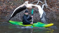 editel liberecké zoo David Nejedlo s pelikánem