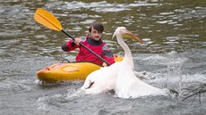 K lovu pelikán pouili zamstnanci zoo kajaky.